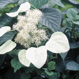 MOONLIGHT CLIMBING HYDRANGEA