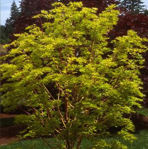 JAPANESE SUNRISE UPRIGHT JAPANESE MAPLE