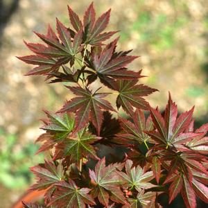 MIRTE UPRIGHT JAPANESE MAPLE