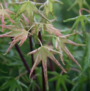CRAZY LION UPRIGHT JAPANESE MAPLE