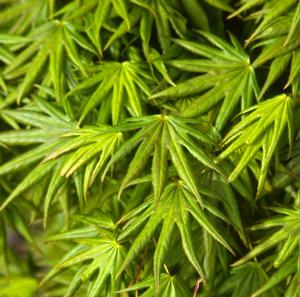 MR. SUN UPRIGHT JAPANESE MAPLE