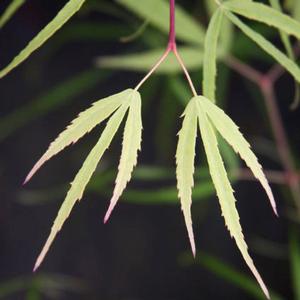 KOTO NO ITO UPRIGHT JAPANESE MAPLE