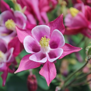 BIEDERMEIER COLUMBINE