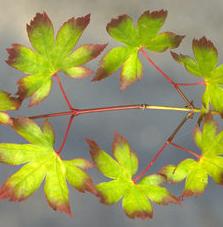 CHUGUJI UPRIGHT JAPANESE MAPLE