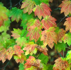 ACONITIFOLIUM VINE MAPLE