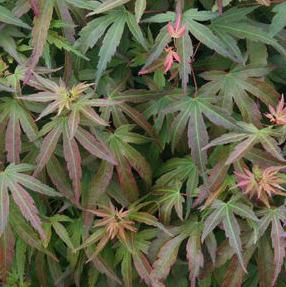 MARGARET BEE UPRIGHT JAPANESE MAPLE