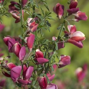 BURKWOOD SCOTCH BROOM