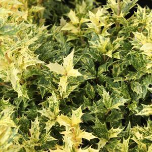 GOSHIKI FALSE HOLLY