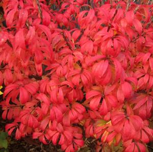 UNFORGETTABLE FIRE® DWARF BURNING BUSH