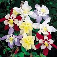 SONGBIRD MIX COLUMBINE