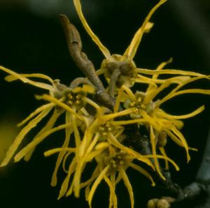 AMERICAN WITCH HAZEL