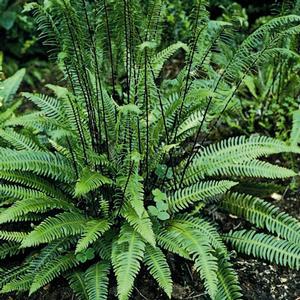 DEER FERN
