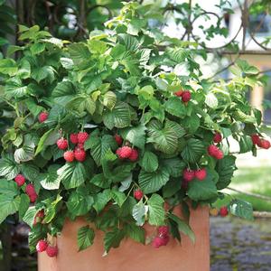 RASPBERRY SHORTCAKE™ DWARF THORNLESS RASPBERRY
