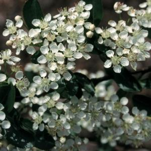 IROQUOIS BEAUTY BLACK CHOKEBERRY
