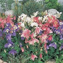 SPRING MAGIC COLUMBINE