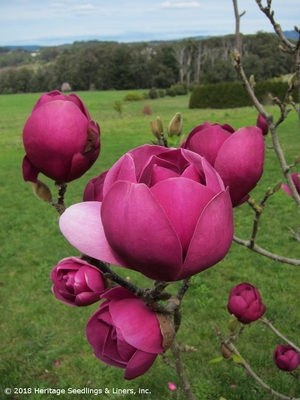 BLACK TULIP® MAGNOLIA
