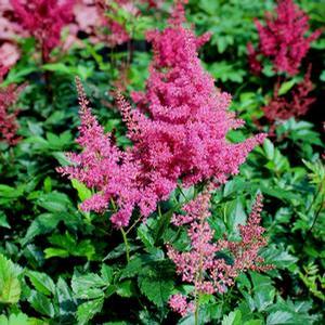 MONTGOMERY ASTILBE
