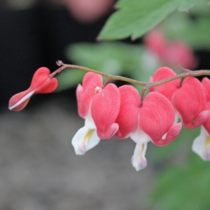 VALENTINE BLEEDING HEART