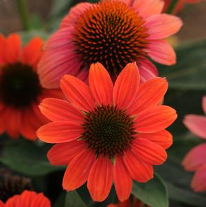 SOMBRERO® HOT CORAL CONEFLOWER