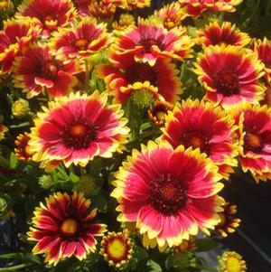 SUNSET CUTIE BLANKET FLOWER
