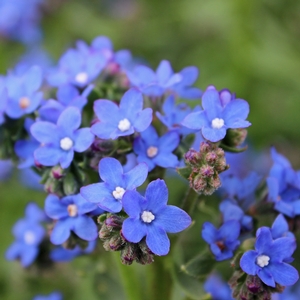 BLUE ANGEL BUGLOSS
