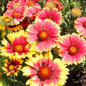 SUNSET MEXICAN BLANKET FLOWER