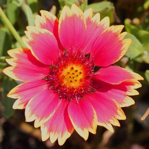 SUNSET POPSY BLANKET FLOWER