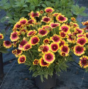 SUNSET SNAPPY BLANKET FLOWER