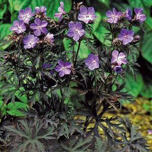 DARK REITER CRANESBILL GERANIUM