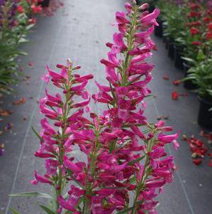 HOT PINK RIDING HOOD BEARDTONGUE