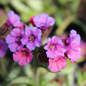 SILVER BOUQUET LUNGWORT