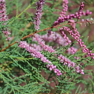 PINK CASCADE TAMARIX