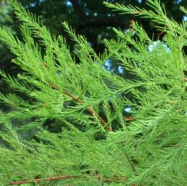 DEBONAIR™ POND CYPRESS
