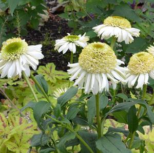 VANILLA CUPCAKE™ CONEFLOWER
