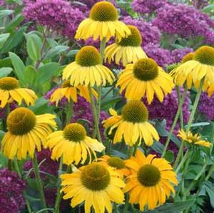 DIXIE™ SUN CONEFLOWER