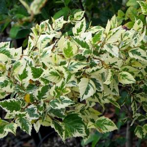 SHILOH SPLASH RIVER BIRCH