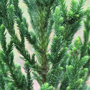 BLACK DRAGON JAPANESE CRYPTOMERIA