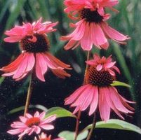 DOUBLE DECKER CONEFLOWER