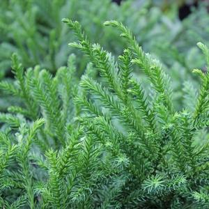 GYOKURYU JAPANESE CRYPTOMERIA