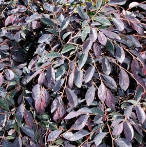 ZHUZHOU FUCHSIA LOROPETALUM