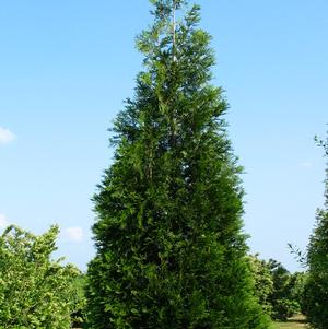 GREEN SPLENDOR ARBORVITAE