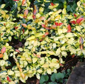 OGON NISHIKI ASIATIC JASMINE