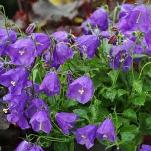 JELLY BELLS BELLFLOWER