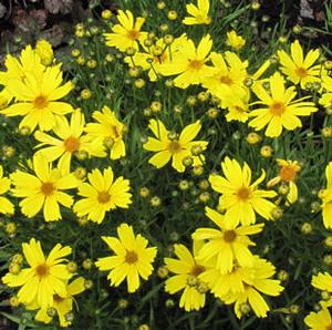 CITRINE TICKSEED