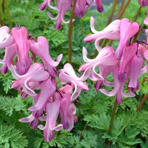 AMORE™ PINK BLEEDING HEART