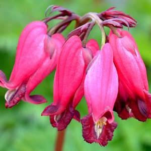 AMORE™ ROSE BLEEDING HEART