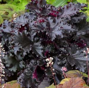 BLACK TAFFETA CORAL BELLS