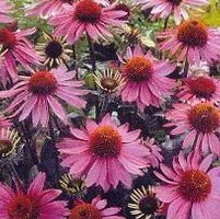 MAGNUS PURPLE CONEFLOWER