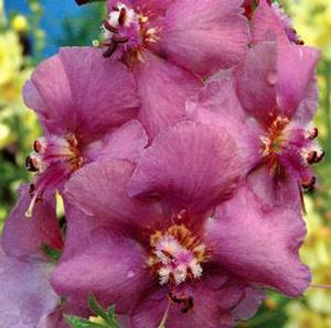 PLUM SMOKEY MULLEIN