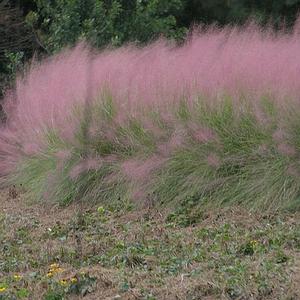 COASTAL MUHLY GRASS